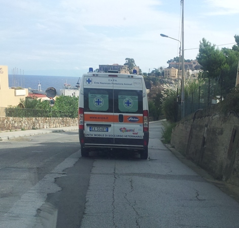 Randagismo a Lipari, grande operazione Enpa-Comune