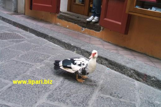 Lipari, un'anatra a...passeggio