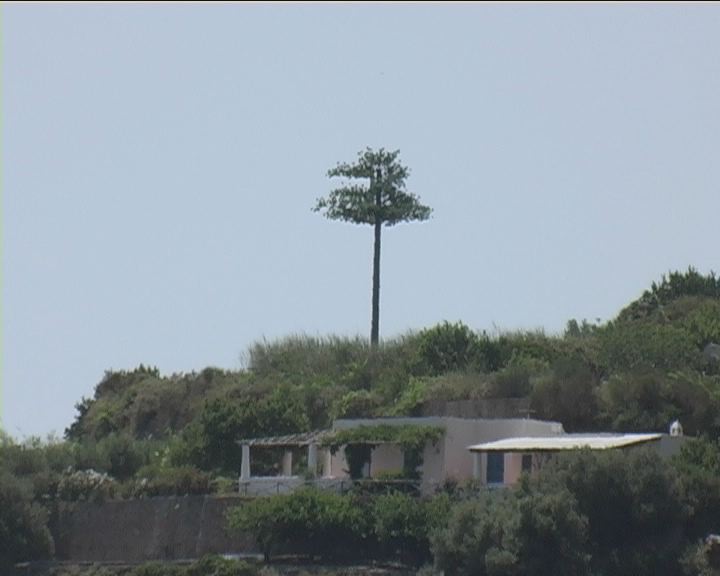 Tra le proteste svetta l'albero - antenna