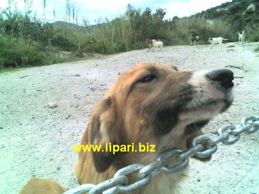 40 tra cani e gatti abbandonati a Capo Rosso