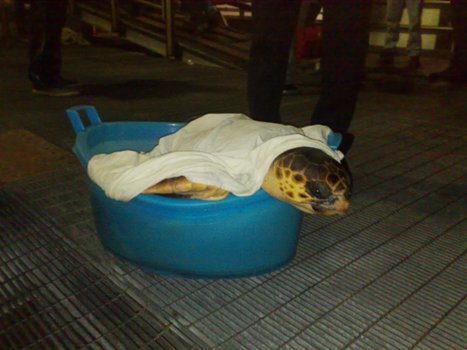 Tartaruga di 30 kg salvata a Stromboli