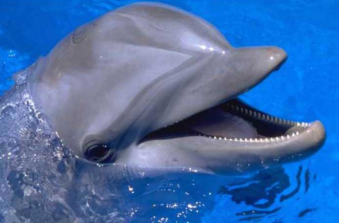 Nasce l'Aeolian Dolphin Research