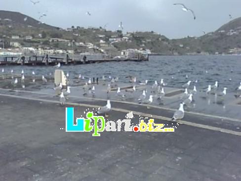 Porto invaso da...gabbiani