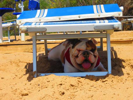 A Lipari stop ai cani in spiaggia...