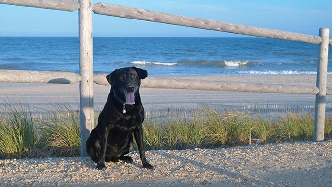 “Scricciolo” il cane eroe che salva una donna