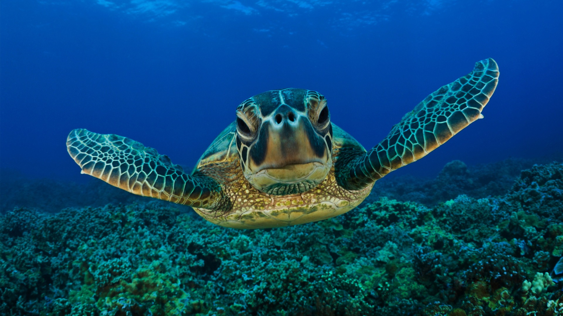 Se salviamo le tartarughe, salveremo il mondo…		1°Parte