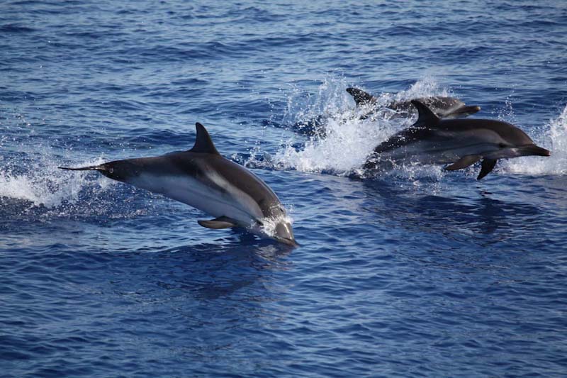 Lino, Filippa, Giacomino e gli altri: gli amici delfini di Filicudi