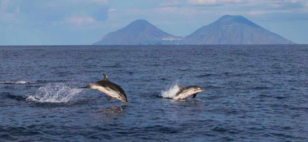 Un diverso tipo di turismo: delfini e balene nel mare delle Eolie