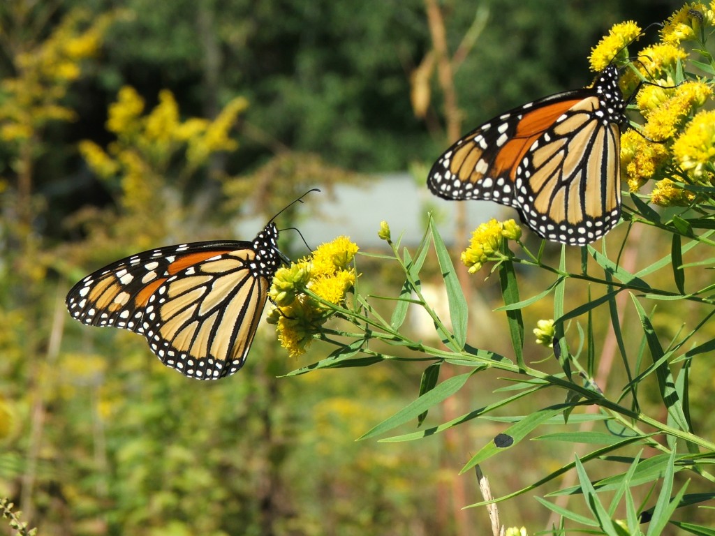 “Butterfly week”: per un lieve battito d’ali …