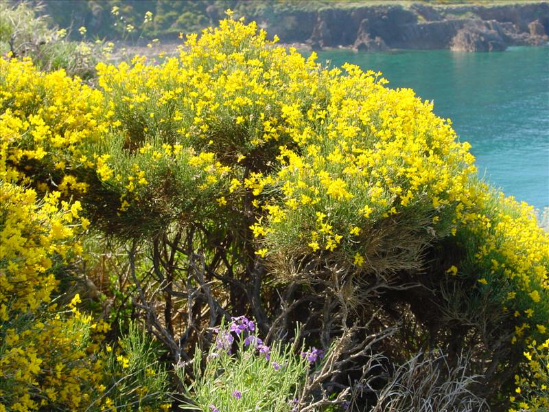 La ginestra o il fiore del deserto