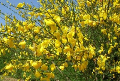 Colori dalle Eolie: il giallo di Vulcano