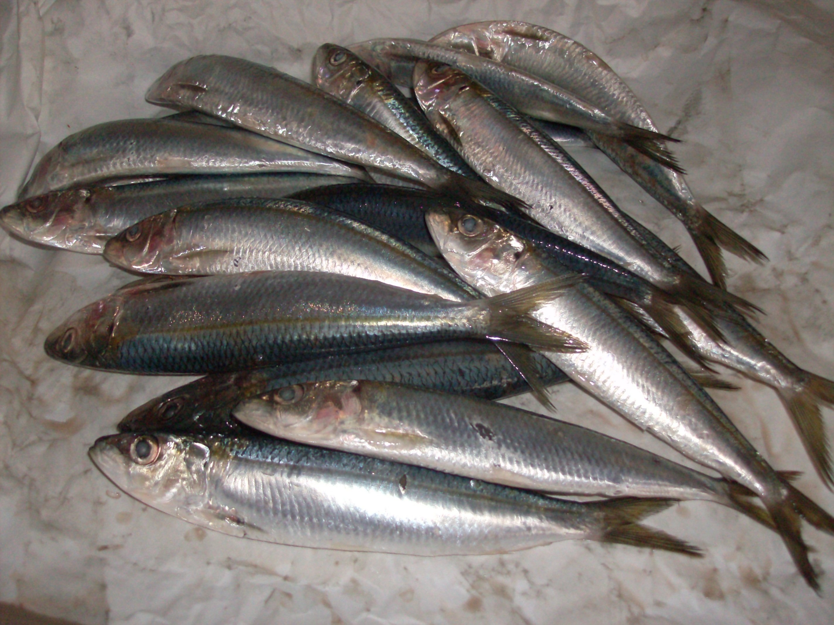 Sarde a beccafico