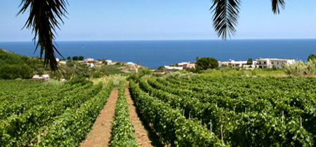 Alla scoperta dei vitigni delle Isole Eolie: la Malvasia     1°Parte