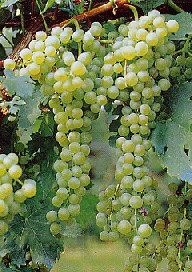 Genetica Cnr salva Malvasia siciliana da virus