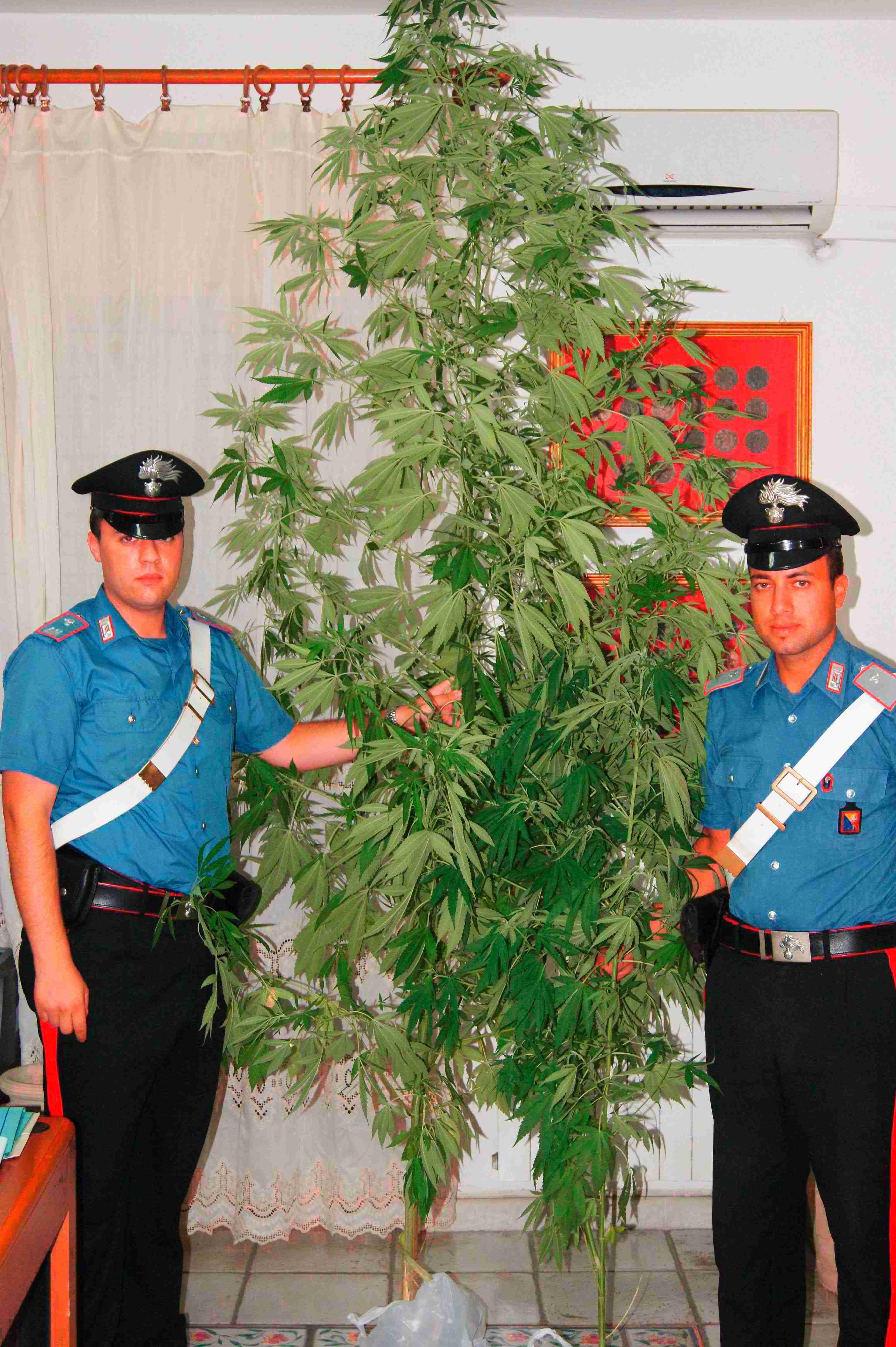Detenzione di piante di marijuana, un arresto