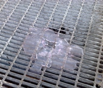 Che medusone nel porto di Lipari