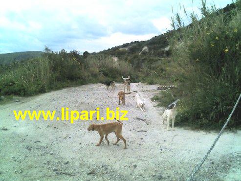 Lipari, problema randagismo sempre presente