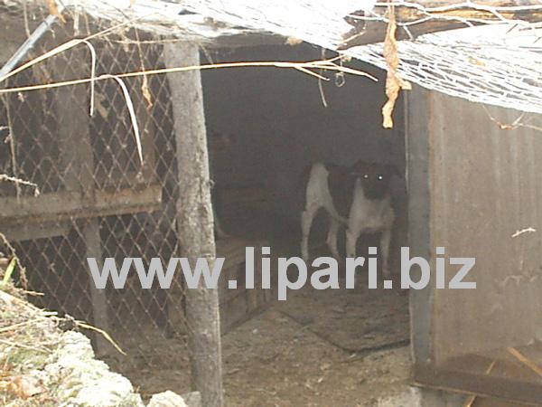 Ancora una strage di galline