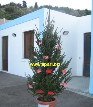 Stromboli, scuola sotto l'albero