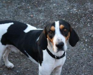 Snoopy torna a casa
