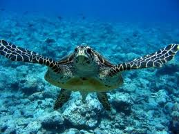 Panarea, salvata "Caretta-Caretta"