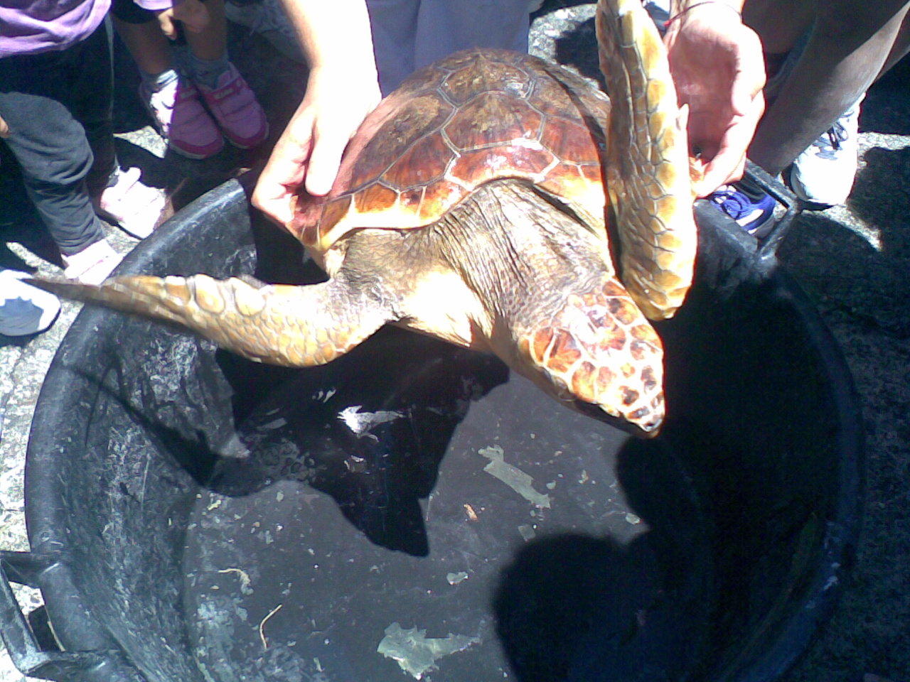 Salina, tartarughe in mare un anno dopo