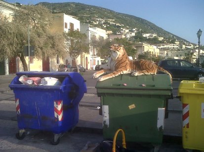 Canneto, un tigrotto sorveglia i cassonetti