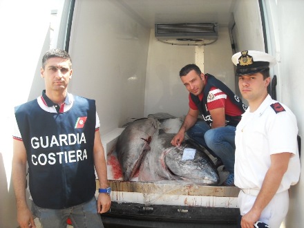 Sequestrati 700 kg di tonno rosso