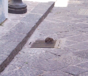 Un topo cerca di prendere aria