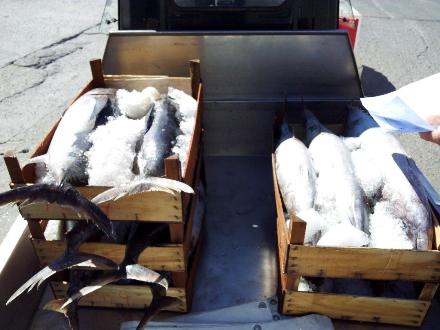 110 kg di pesce sequestrati e distrutti