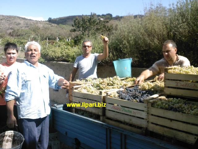 Vendemmia, annata record ( foto video)